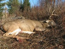 Once an animal is downed and secured, field dressing should follow right after to avoid meat spoilage. 