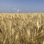 Photo: File/Greg Berg
