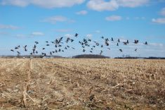 HPAI cases rise in B.C. amid birds migrating south for winter