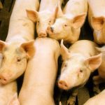 U.S. livestock: Hog futures hit contract highs as strong demand fuels rally