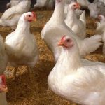U.S. poultry to face new rules at Canadian border