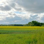 Canola market hinged on rumours and reaction