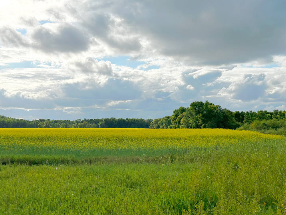 Canola market hinged on rumours and reaction
