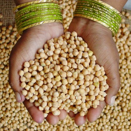 Pulse Weekly: Smaller chickpeas leading to lower prices