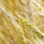 China wheat purchases plummet