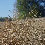 Remaining canola fell prey to strong winds, some in excess of 90 kilometre an hour, across Manitoba Sept. 30.