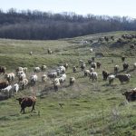 Beef herds were still grazing pasture Oct. 28 in central Manitoba.