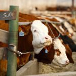 Return of US drought delays cattle-herd rebuilding, hurting Tyson Foods