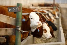 Return of US drought delays cattle-herd rebuilding, hurting Tyson Foods