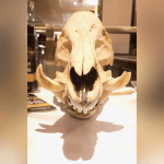 A wild pig skull is showcased at a Squeal on Pigs display table in Manitoba. 