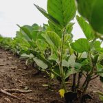 File photo of young plants in a soybean field in Argentina. (Gracieross/iStock/Getty Images)
