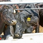 Cattle eating in the feedlot.