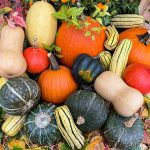 Winter squash come in a flavourful rainbow of options, from sugar pumpkins to butternut, acorn or kabocha. PHOTO: GETTY STEWART