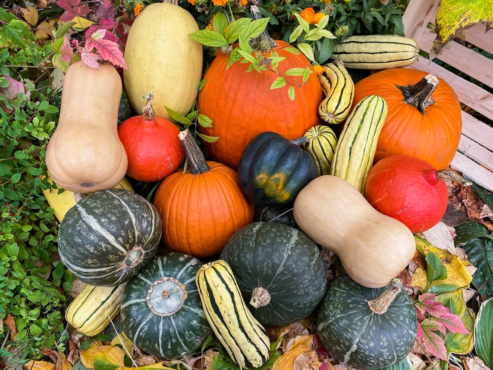 Winter squash come in a flavourful rainbow of options, from sugar pumpkins to butternut, acorn or kabocha. PHOTO: GETTY STEWART