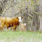 Cow-calf pairs on pasture near Miami, Man., in June 2023.