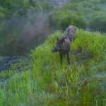 VIDEO: Is the end of the wild pig presence in Manitoba achievable?