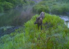 VIDEO: Is the end of the wild pig presence in Manitoba achievable?