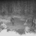 VIDEO: Manitoba wild pigs’ nocturnal habits keep them (mostly) out of sight