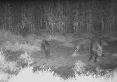 VIDEO: Manitoba wild pigs’ nocturnal habits keep them (mostly) out of sight