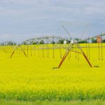 Canola blooms under an irrigation pivot near Neepawa in western Manitoba, July 2023.