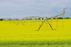 Canola blooms under an irrigation pivot near Neepawa in western Manitoba, July 2023.