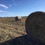Corn stover round bales on a farm in Manitoba's Interlake. Corn stover will be one of the ag by-products a U.S. company will use to produce zero- or low-emission sustainable aviation fuel. 