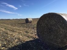 Corn stover round bales on a farm in Manitoba's Interlake. Corn stover will be one of the ag by-products a U.S. company will use to produce zero- or low-emission sustainable aviation fuel.