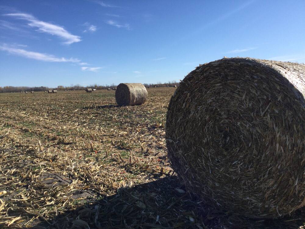 Corn stover round bales on a farm in Manitoba's Interlake. Corn stover will be one of the ag by-products a U.S. company will use to produce zero- or low-emission sustainable aviation fuel. 
