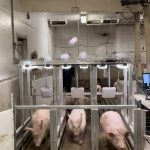 Pigs run through three weighing stations in the barn at the Bruce D. Campbell Farm and Food Discovery Centre near Glenlea. 