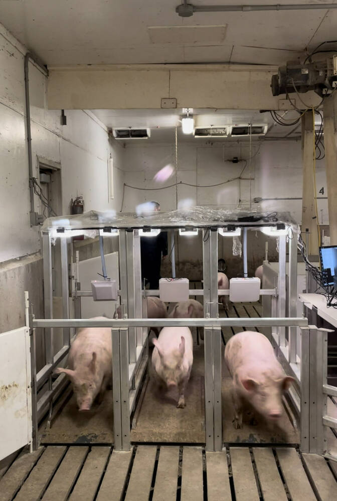 Pigs run through three weighing stations in the barn at the Bruce D. Campbell Farm and Food Discovery Centre near Glenlea. 