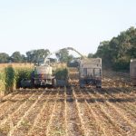 Corn silage was flagged for higher mycotoxin risk by an initial analysis of Canada’s 2024 feed.