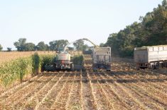 Corn silage was flagged for higher mycotoxin risk by an initial analysis of Canada’s 2024 feed.
