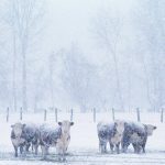 Manitoba cattle markets see strong early December prices