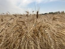 Wheat nears harvest near Selkirk, Man.
