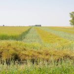 Canola is harvested north of Deerwood in September 2023.