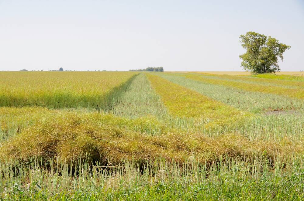 Canola is harvested north of Deerwood in September 2023.