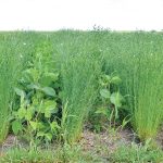 A soybean-flax intercrop trial is tested out at the Westman Agricultural Diversification Organization near Melita.