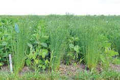 A soybean-flax intercrop trial is tested out at the Westman Agricultural Diversification Organization near Melita.