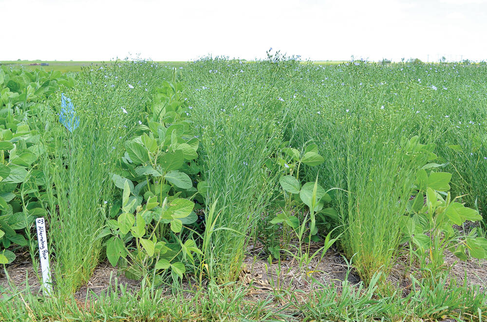 A soybean-flax intercrop trial is tested out at the Westman Agricultural Diversification Organization near Melita.