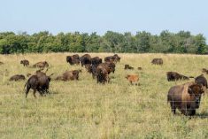 Manitoba Liquor and Lotteries tags grassland partnership for carbon offsets