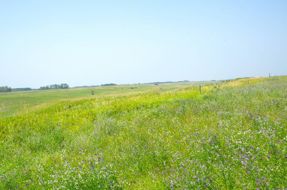 A pasture in western Manitoba managed under rotational grazing. 
