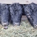 (Murphy Shewchuk/iStock/Getty Images)
