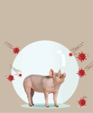 FEATURE STORY: Stacking the deck against African swine fever