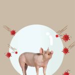 FEATURE STORY: Stacking the deck against African swine fever