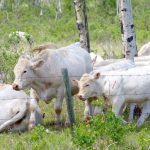 Cattle graze in Manitoba's Parkland.
