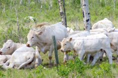 Cattle graze in Manitoba's Parkland.