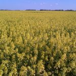 Canada is estimated to have seeded just over 600,000 acres to mustard in 2024, of which over 400,000 were in Saskatchewan.