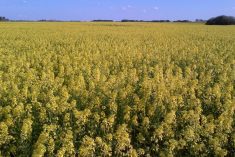 Canada is estimated to have seeded just over 600,000 acres to mustard in 2024, of which over 400,000 were in Saskatchewan.