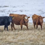 Manitoba cattle market still going strong into December
