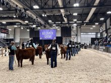 The Gelbvieh show at Agribition 2024, is one of many purebred shows that features some of Canada's best beef genetics.